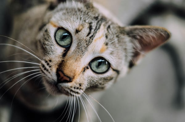 10 things your cat is trying to tell you when it stares at you