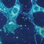 Screening tool amplifies tiny changes in protein levels within cells