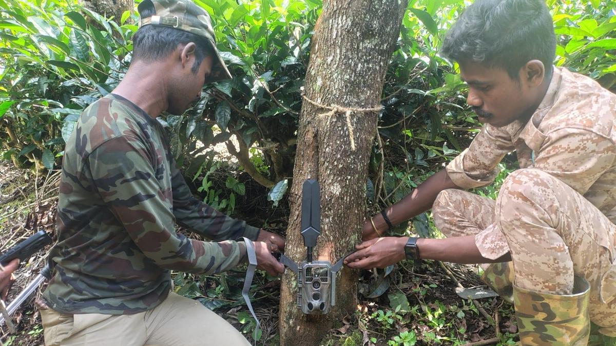 Search for tiger in Gudalur enters 12th day