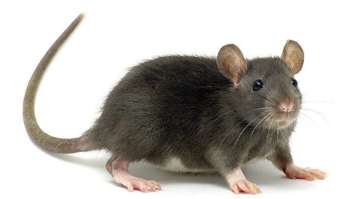 Lassa Fever: 53 health workers infected as cases hit 1,000 in 2026