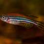 New study sheds light on how motor control develops