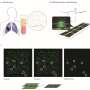 Simple blood test on a chip could help diagnose lung cancer