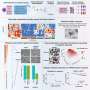Patient-derived organoids reveal which breast tumors may resist standard therapies