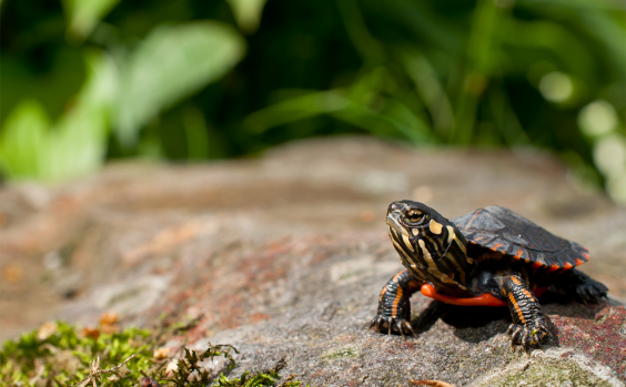 Turtle Sex Determination Just Got a Lot Weirder