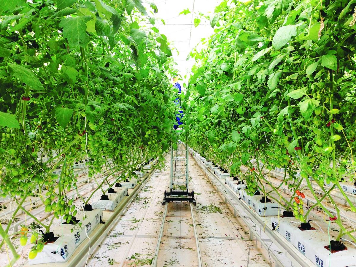 Variety of local veggies to hit the market in early Oct
