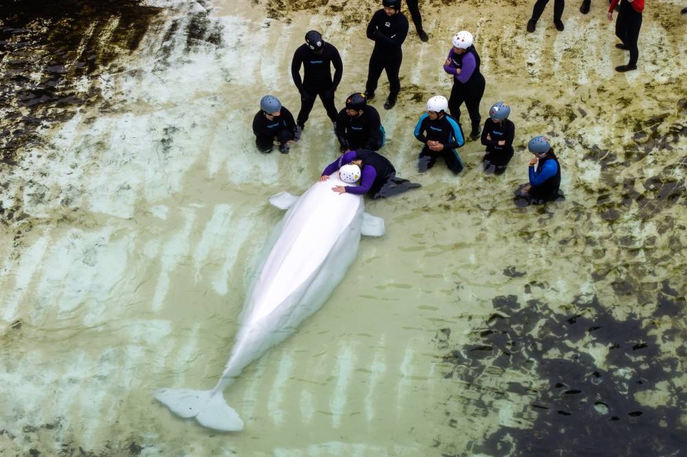 Last captive whale leaves Canada