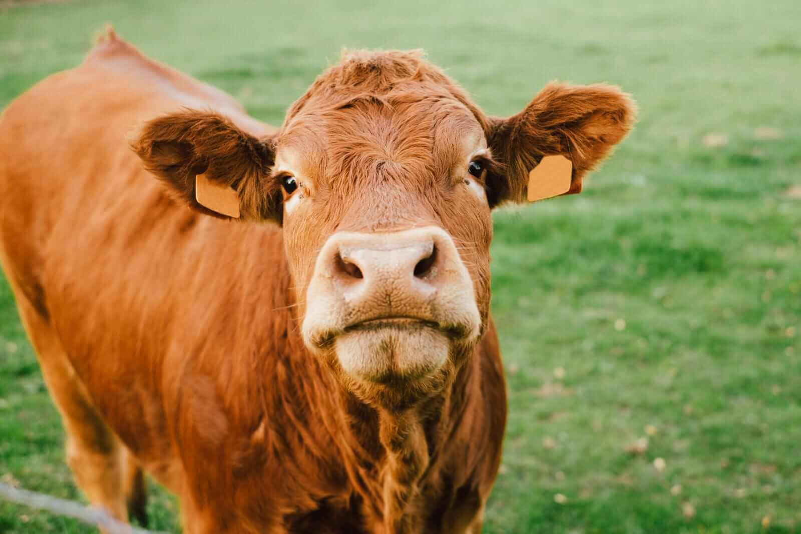 Cattle, Hog Prices Are Still Trapped and Heading Lower. What to Watch Next.