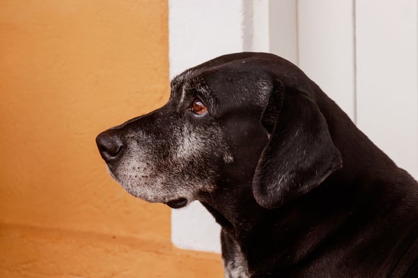 8 things to know before you bring home an older dog or cat