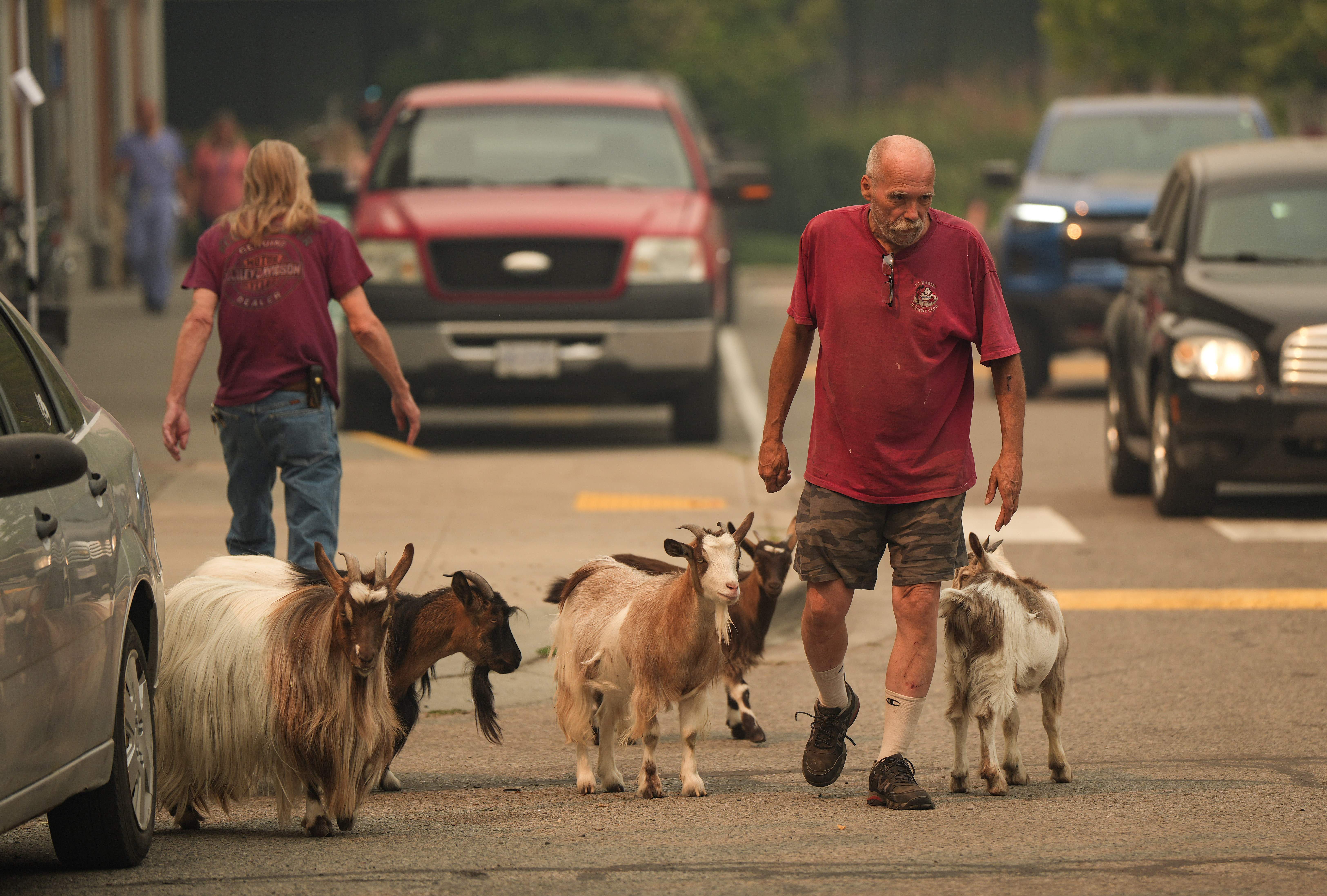 Summerland farmers can return to wildfire evacuation zone to care for their animals