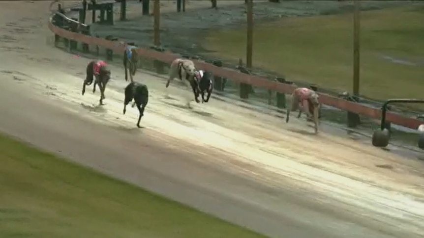 Greyhound badly injured in race supporting Tasmanian industry