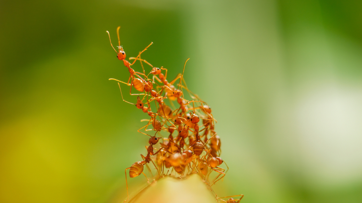 Ant Colonies Pulse Like a Physical System, And Scientists Are Beginning to Understand What Triggers Them