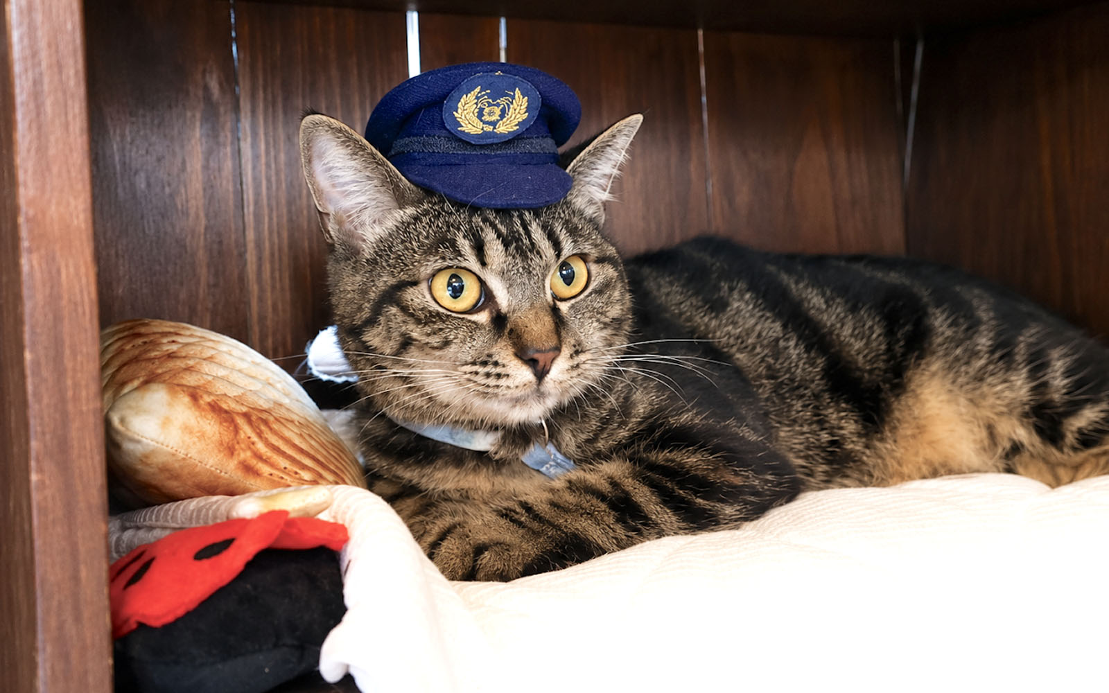 Nakano-san, from stray kitten to stationmaster