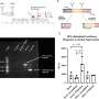 HIV-1 proviruses may drive chronic systemic inflammation