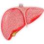 Appetite-suppressing hormone may protect liver from inflammation through newly discovered signaling pathway