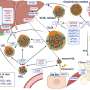 People carrying a rare gene variant have naturally low body fat, healthier livers and better blood sugar levels