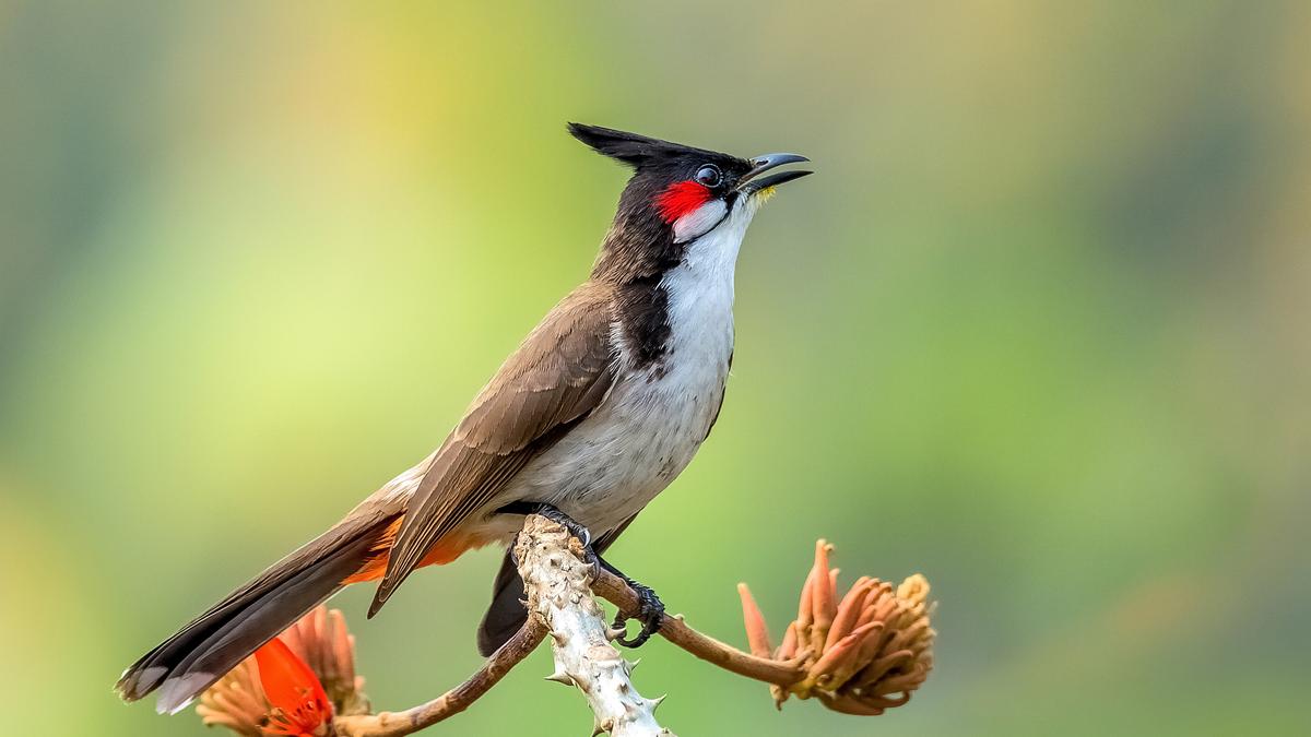 A hidden eight-note alphabet makes up every bird song in the world