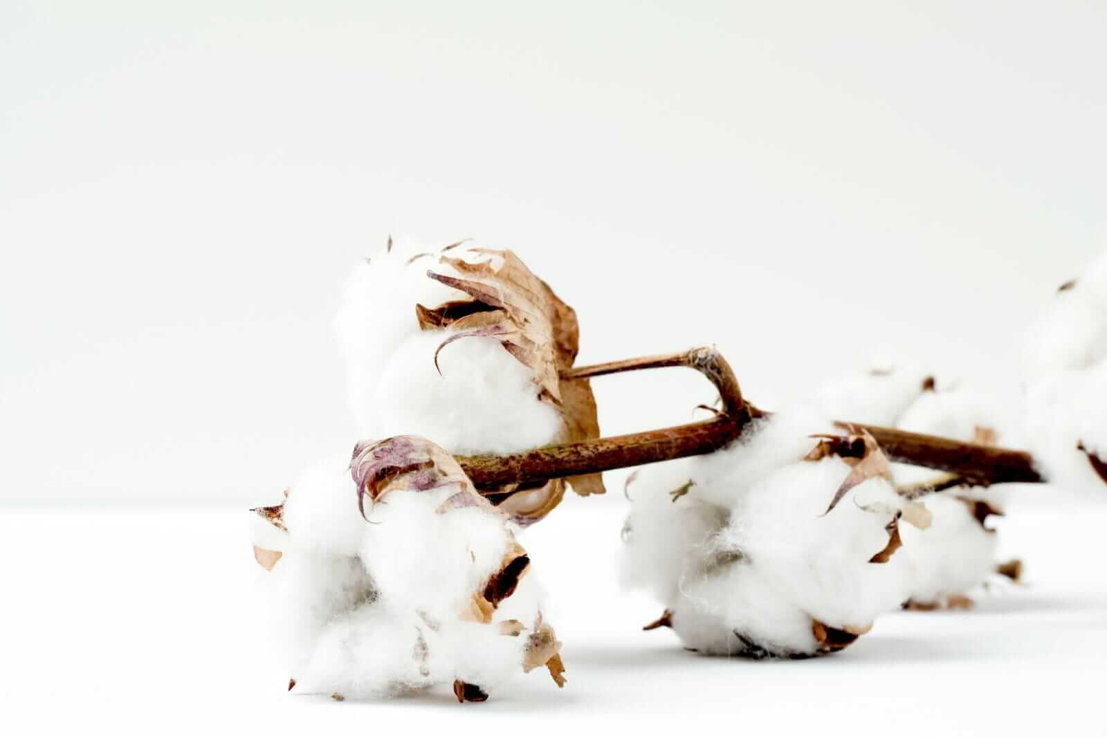 Cotton Posting Monday Rally