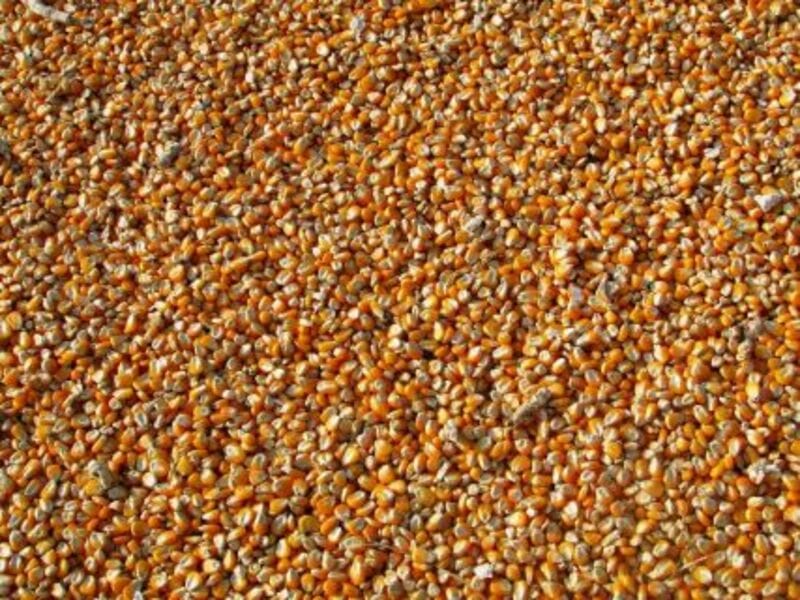 Corn Bulls Extending Gains into the End of August
