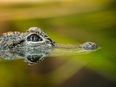 Woman bitten by alligator while swimming in river
