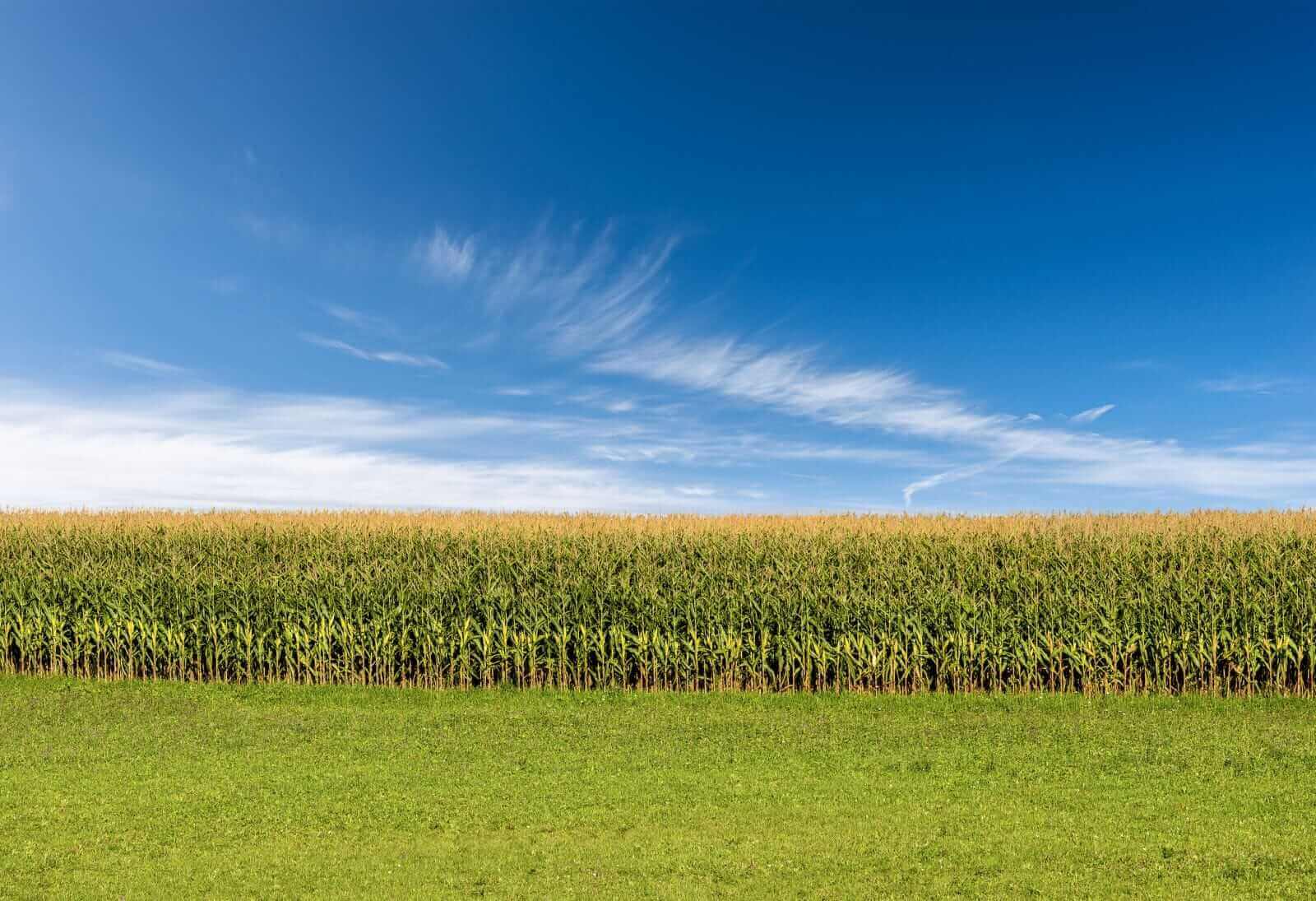Rip-Roaring Bull Markets Are Taking Corn, Soybean, and Wheat Prices Higher