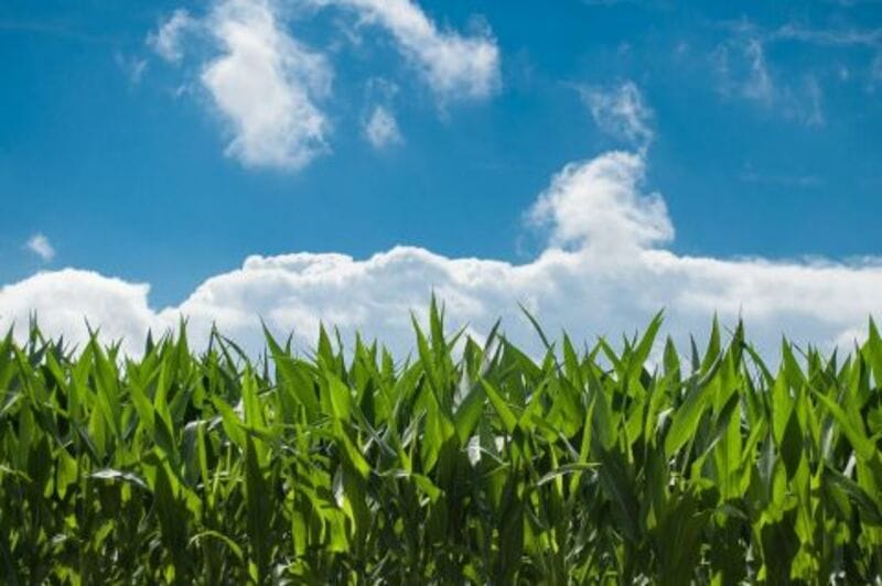 Corn Pushes Higher to Close August, as Conditions Slip