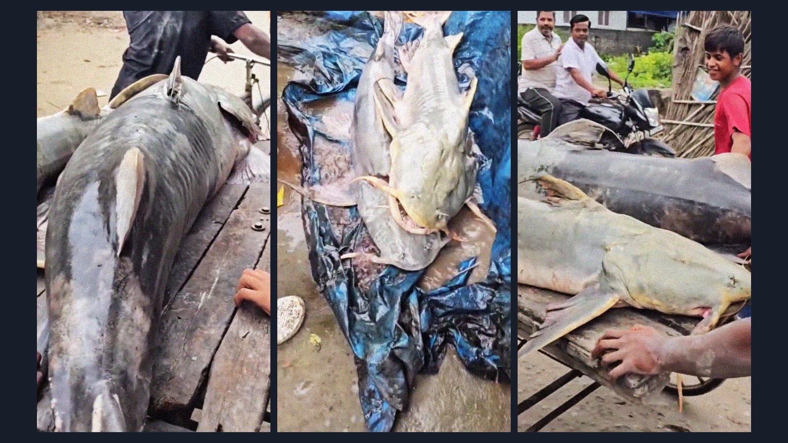 Nepal floodwater fish warning: Why Bihar has advised people against eating them