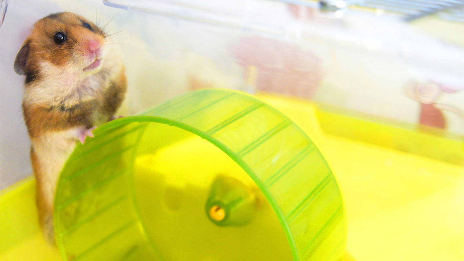 Pet Hamsters Linked to Rare Brain Disorder