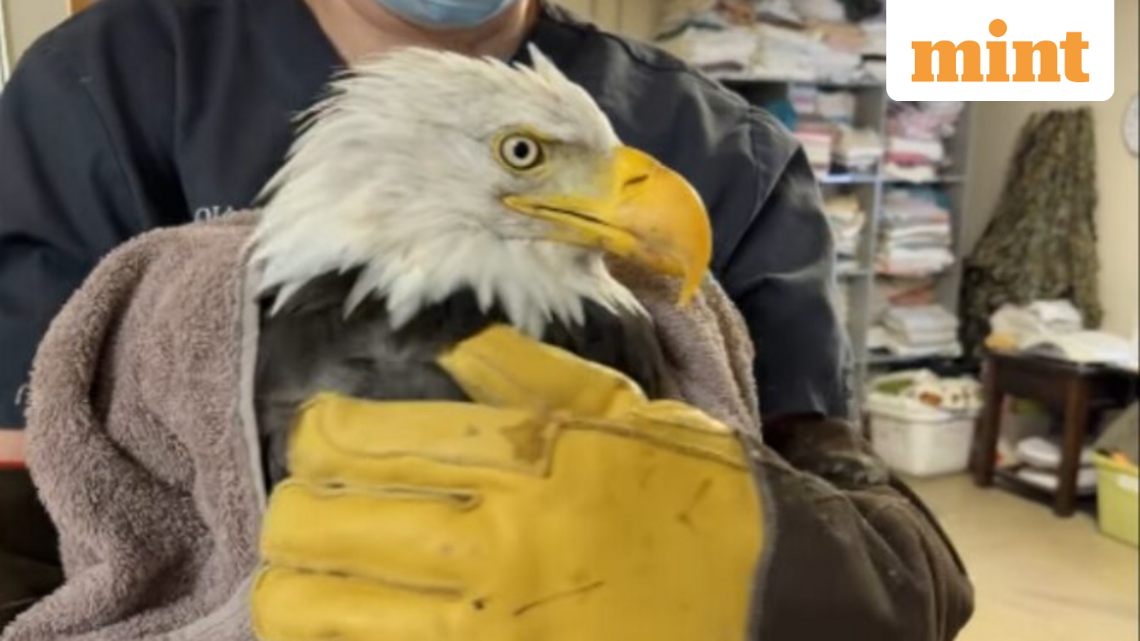 Jackie, beloved Big Bear bald eagle, dies at 14 after prolonged illness