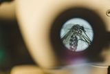 Skin Bacteria and Body Odor May Shape Which Mosquitoes Bite You, or Avoid You Altogether