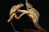 Newly Discovered Lizard Named After a House of the Dragon Character Could Become a Symbol of Its Region