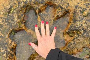 Prehistoric Crocodile Footprint in Kildonan, Scotland