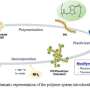 Bio-based plastic turns into fertilizer after use