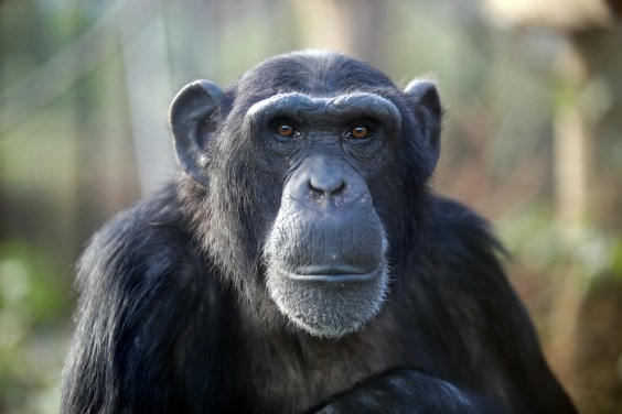 Why Do Male Chimpanzees Throw Rocks at the Same Trees for More Than a Decade?