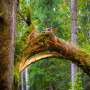 Wind damage can trigger years of forest vulnerability