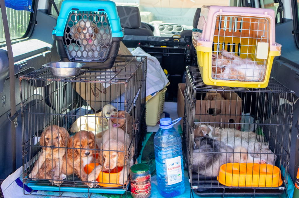 Spain’s abandoned dog crisis grows as traffickers cash in on cheap imported puppies