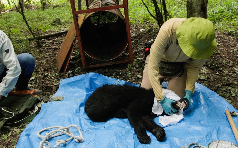 Managing bears in Japan through model of co-existence