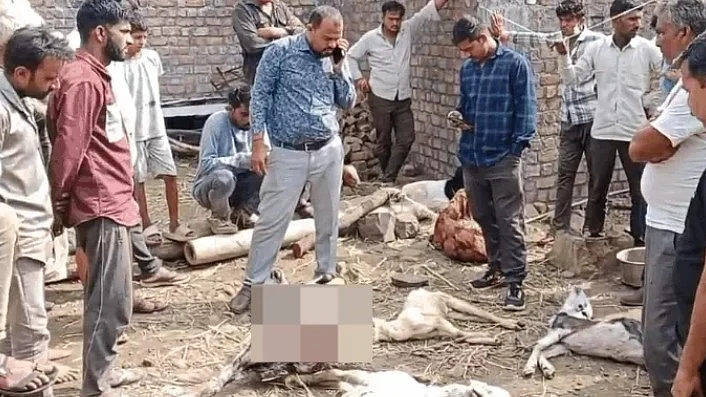 MP’s Mandsaur On Alert After Suspected Hyena Attack Kills 6 Goats, Injures 4