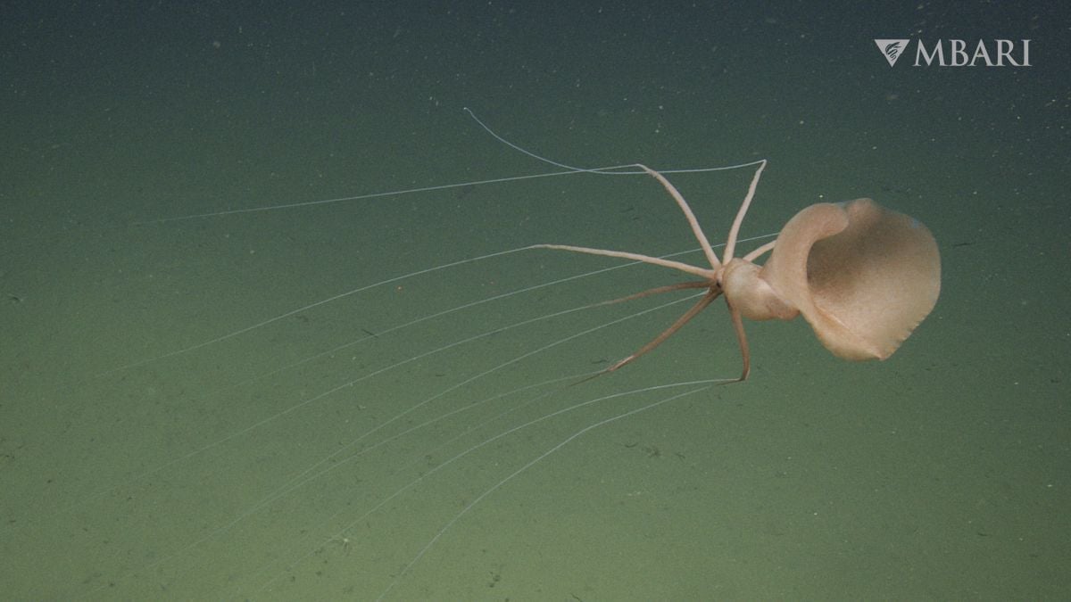 Haunting Encounter With Rare Bigfin Squid Caught 2 Miles Under The Waves