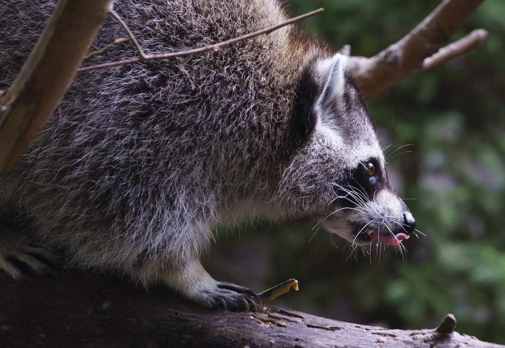 Rabies vaccine operation targets raccoons and skunks in Montreal parks
