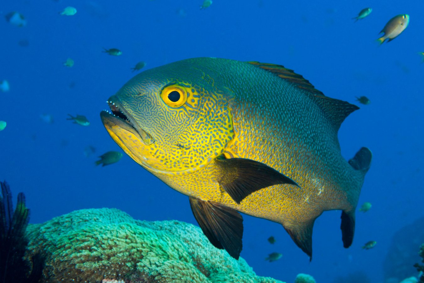 Humans can see water, so can fish see air?