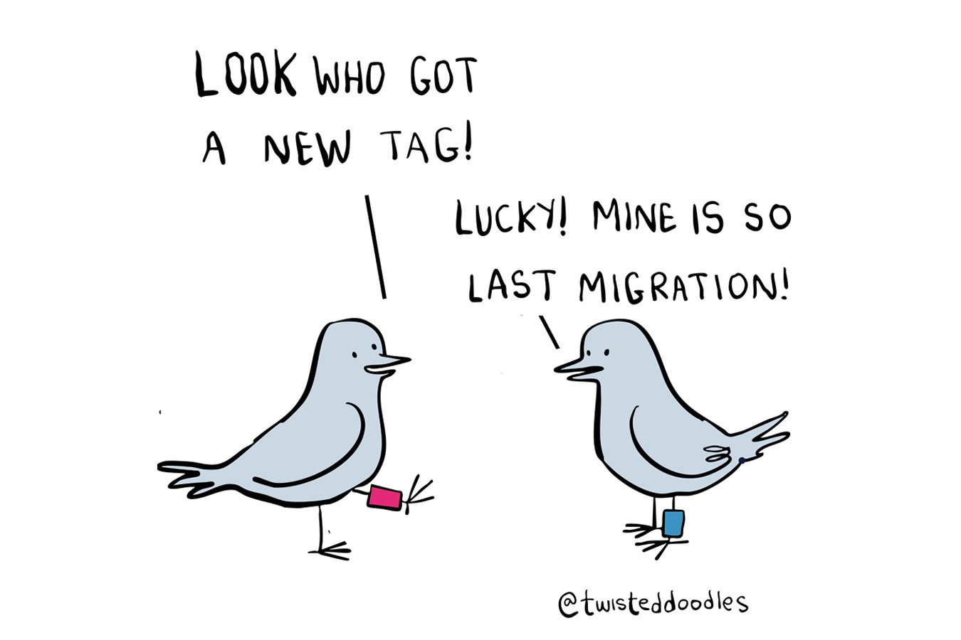 Twisteddoodles on seasonal bird fashion