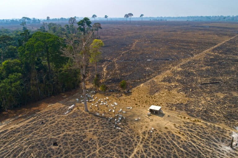 Invaders storm Indigenous Amazon land, threatening isolated people