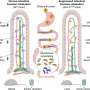Scientists discover how fructose may help drive obesity