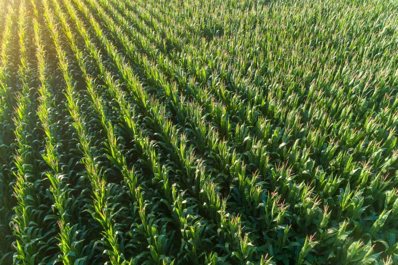 Corn Fading Off Overnight Highs to Kick Off September