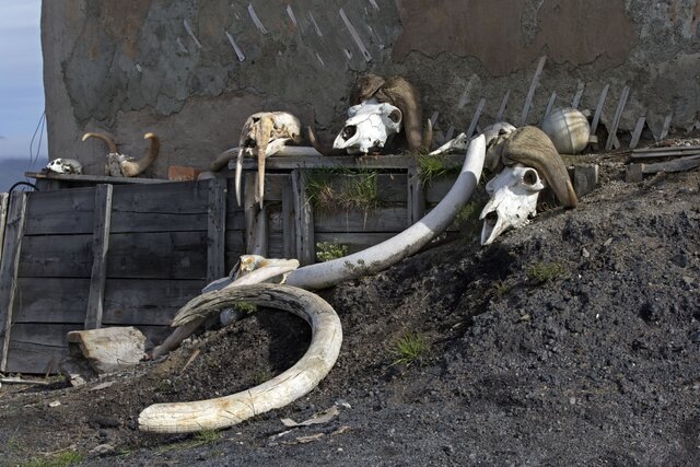 Where did the ivory trade go after China banned elephant tusks? North, into the Russian permafrost — where an estimated 10M frozen mammoths lie waiting, and a kilogram of tusk fetches up to $1,900.