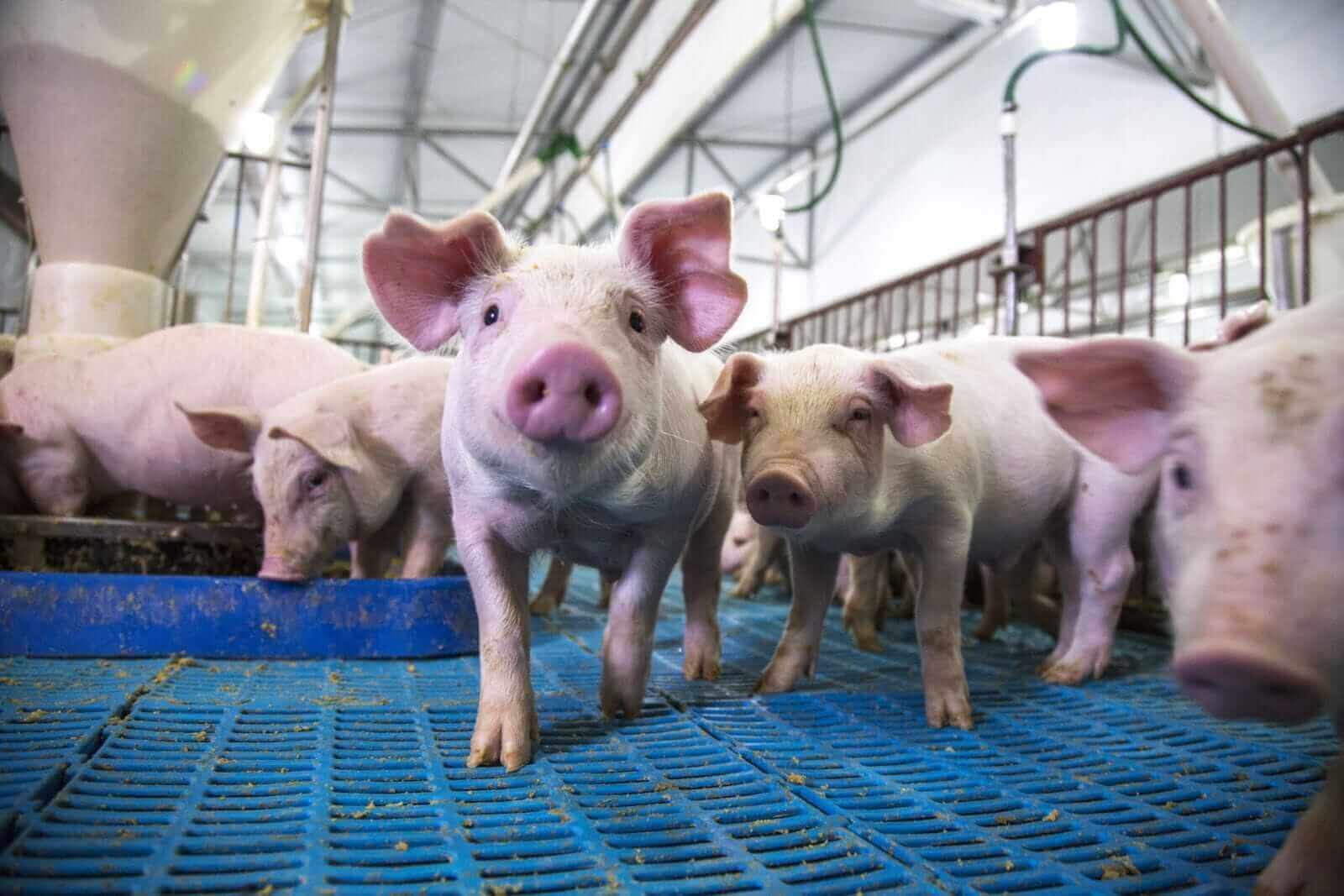 Lean Hog Prices Are Rebounding. How to Trade Them Here.