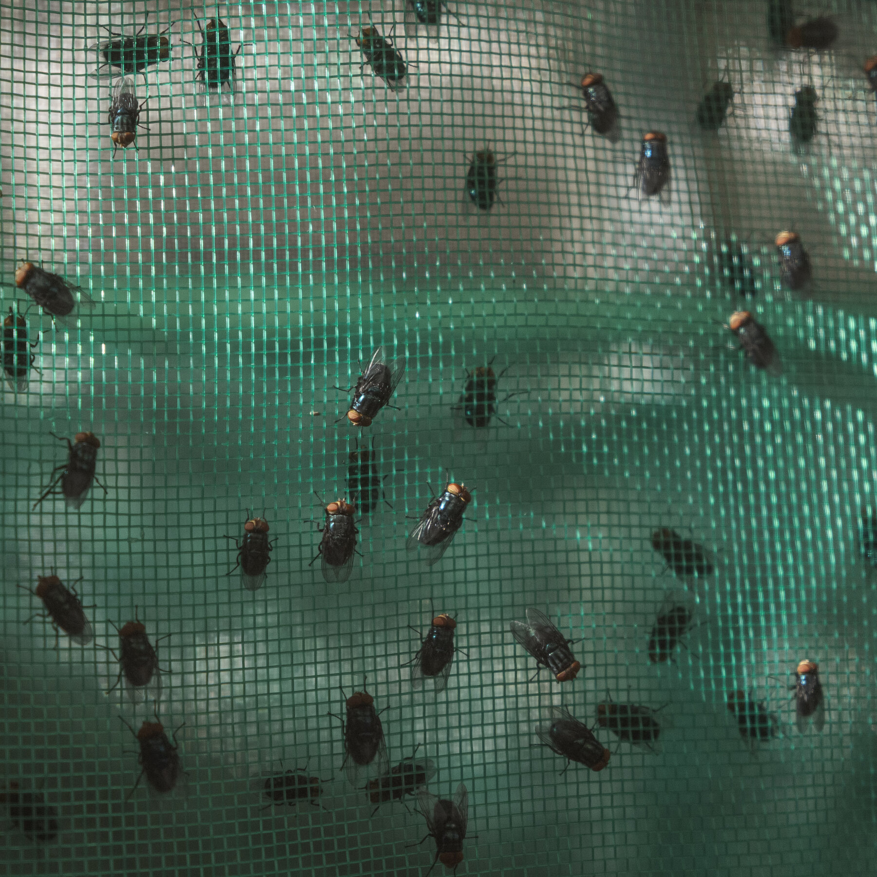 Inside the Fight Against a Flesh-Eating Fly in Mexico