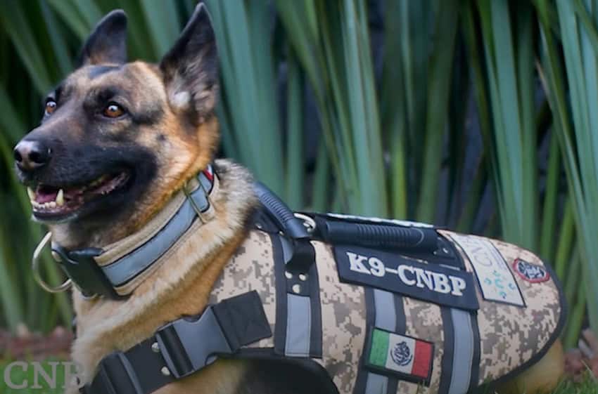 Mexico’s National Search Commission for Missing Persons has a new canine comrade