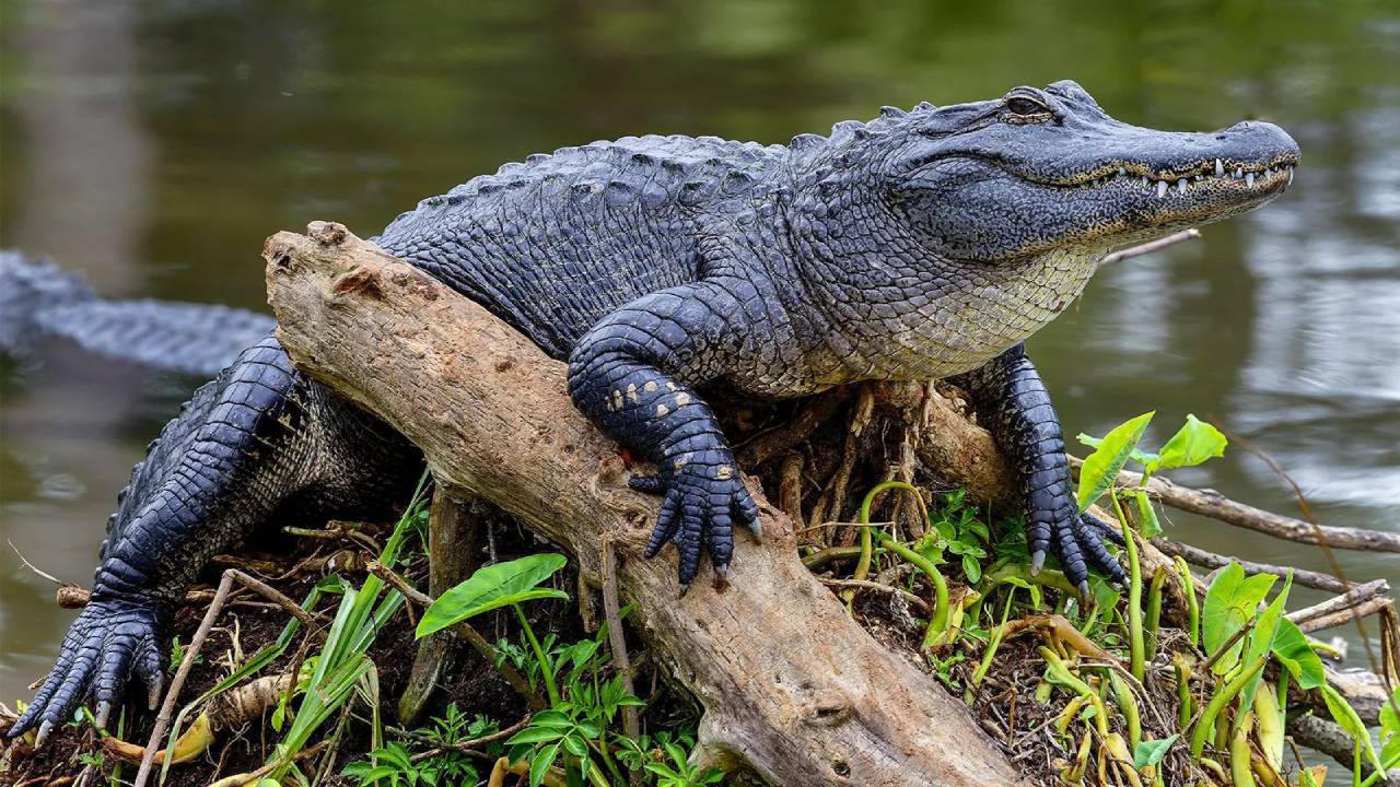 10-foot alligator attacks Florida paddleboarder, tears off her arm