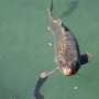 Common carp relatives blunt koi herpesvirus infections, offering clues to outbreak control